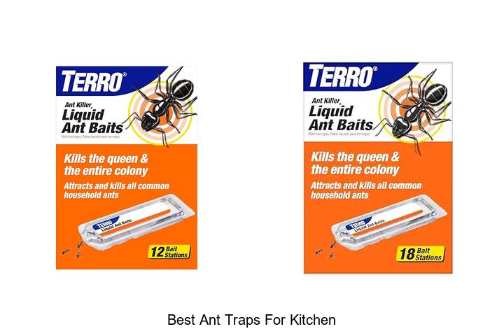 best ant traps for kitchen